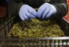 Új-Zélandon megszavaztatják a marihuána legalizálását