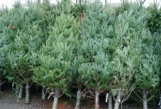 Több ezer kivágott fenyőfát kobozott el a rendőrség