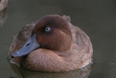 Új élőhelyet kapott a világ legritkább madárfaja