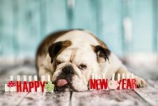 Szilveszterkor biztonságos, zárt helyen kell tartani a háziállatokat