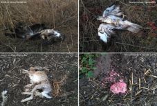 Még nincs felelőse az Arad megyei vadállat-mérgezéseknek