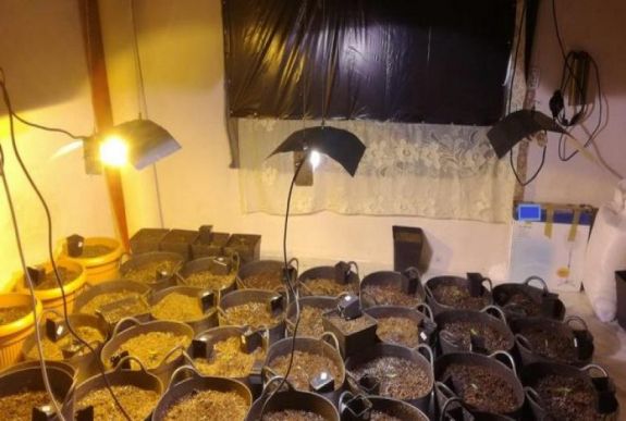 Kannabiszültetvényt találtak az emberkereskedelem miatt körözött vásárhelyi férfi lakásán