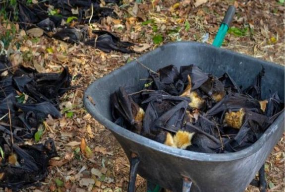 Olyan meleg volt két napon át, hogy belehalt egy állatfaj jelentős része