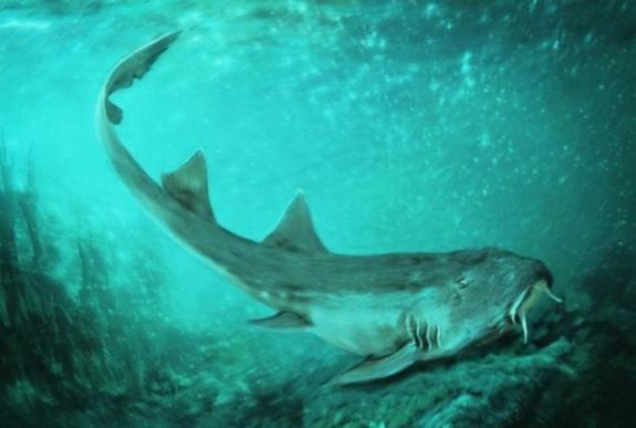 Népszerű videojátékról neveztek el egy ősi cápafajt