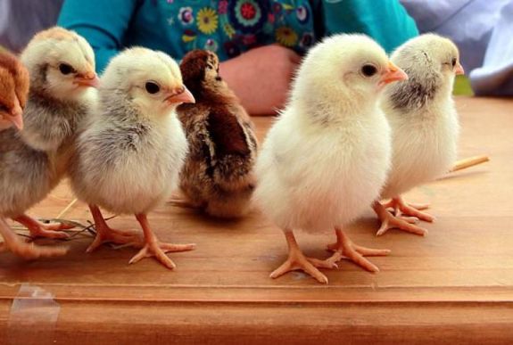 Génszerkesztett csirkén dolgoznak a kutatók