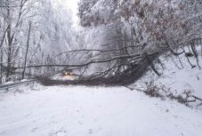 Több száz fát kivágnak Székelyföldön, mert bármikor az úttestre dőlhetnek