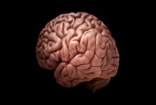 Magyar kutatók kivizsgálták, hogy hány éves az ember agya valójában