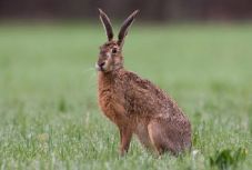 „Magyar nyulakkal” népesítik be a háromszéki vadászterületeket