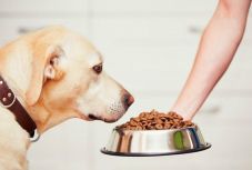 Megrövidíti a kutyák élettartamát az elhízás