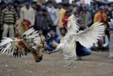Bedrogozták az állatokat egy spanyol kakasviadalon, többeket letartóztattak