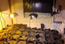 Kannabiszültetvényt találtak az emberkereskedelem miatt körözött vásárhelyi férfi lakásán