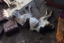 Csaknem húsz kutya tetemére bukkantak egy prázsmári ingatlanban