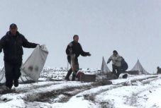 Székelyföldre is küldenek az Arad megyében befogott vadnyulakból
