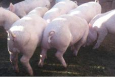 Pórul járt Háromszéken egy törvénytelen sertéskereskedő