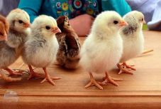 Génszerkesztett csirkén dolgoznak a kutatók