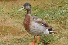 Elpusztult a világ valószínűleg legmagányosabb kacsája