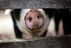 Újabb két megyében jelent meg az afrikai sertéspestis