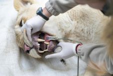 A Nyíregyházi Állatpark elajándékozta fehéroroszlán-ikreit