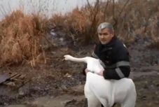 Egy eltévedt hattyún segítettek a tűzoltók Nagyváradon