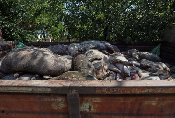 Leölik a sertésállományt a sepsiszentgyörgyi Őrkő negyedben