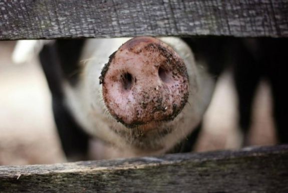 Afrikai sertéspestis: nem rendeltek el kényszervágást Arad megyében