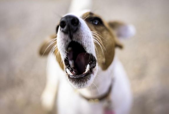 Ezért idegesítő a kutyaugatás