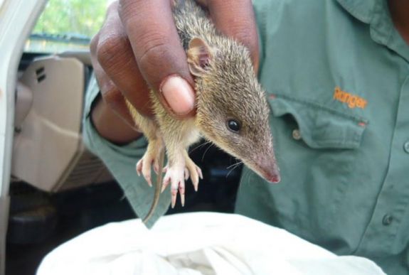 Megvan a klímaváltozás első emlős áldozata