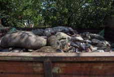 Leölik a sertésállományt a sepsiszentgyörgyi Őrkő negyedben