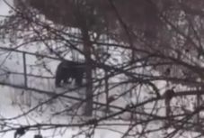 Kilövik a csíkszeredai kórház környékén ólálkodó medvét