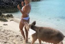 Beleharapott a disznó az Insta-sztár hátsójába