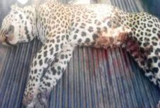 Leopárd szabadult be egy iskolába