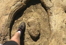 Dinoszauruszlábnyomokkal vonzza a turistákat egy ausztrál kisváros