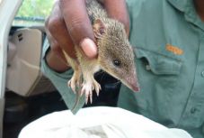 Megvan a klímaváltozás első emlős áldozata