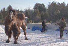 Sámánista teveáldozatról készítettek videót Szibériában