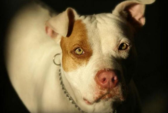 Megbírságoltak egy nőt, aki megpróbált megszabadulni a pitbulljától