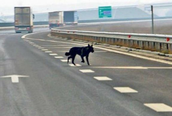 Kutya miatt perelte be az útügyet egy sofőr, kártérítést kaphat