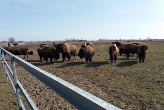 Vadnyugati hangulat: vágóállatként tartott bölények legelnek a nagyszalontai prérin