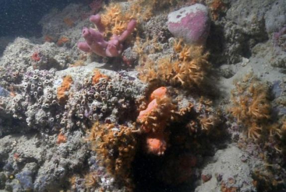 Különleges korallzátonyt fedeztek fel Olaszország partjainál