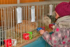 Milyen a székely nyúl? Kisállat-kiállításon jártunk Csíkszeredában