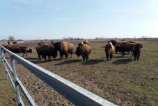 Vadnyugati hangulat: vágóállatként tartott bölények legelnek a nagyszalontai prérin