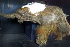 Aktiválták egy 28 ezer éve fagyott mamut sejtjeit