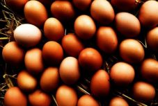 200 millió éves evolúciós találmány a kemény héjú tojás 