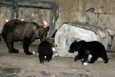 Konténerben rekedt medvebocsot szabadítottak ki a csendőrök Tusnádfürdőn