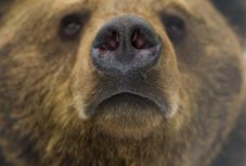 Engedélyezik a medve kilövését, amely megölt egy fiatal apát Kőrispatakon