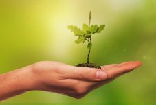 Ezer kocsánytalan tölgycsemetét ültettek Székelyderzsen