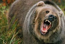 Medveveszélyre hívják fel a figyelmet a háromszéki vadászok