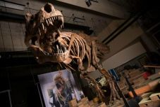 Az eddigi legnagyobb T. rexet fedezték fel kanadai tudósok