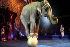 Madrid betiltja a vadállatok cirkuszi szerepeltetését