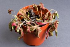 Penészedik a virágföld teteje? Így mentheti meg a növényeit