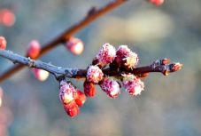 Időjárás: rossz hír a virágzó növényzetnek